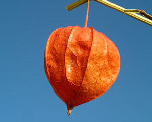 Physalis alkekengi (click per ingrandire l'immagine)