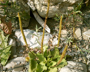 Plantago major (click per ingrandire l'immagine)