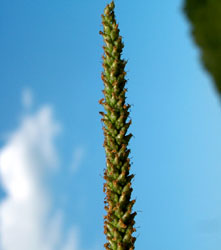 Plantago major (click per ingrandire l'immagine)