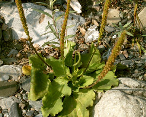 Plantago major (click per ingrandire l'immagine)