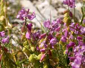 Polygala major (click per ingrandire l'immagine)