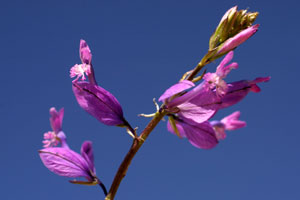 Polygala major (click per ingrandire l'immagine)