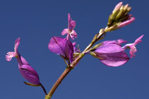 Polygala major (click per ingrandire l'immagine)