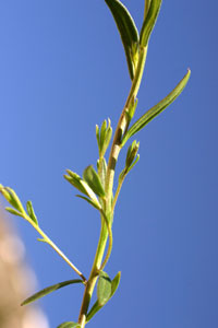 Polygala major (click per ingrandire l'immagine)