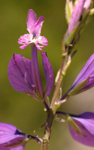 Polygala major (click per ingrandire l'immagine)