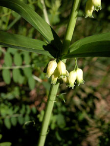 Polygonatum verticillatum (click per ingrandire l'immagine)