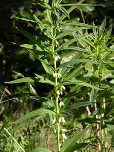 Polygonatum verticillatum (click per ingrandire l'immagine)