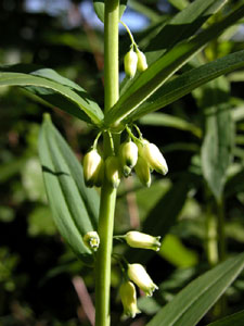 Polygonatum verticillatum (click per ingrandire l'immagine)