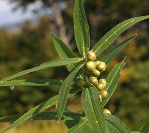 Polygonatum verticillatum (click per ingrandire l'immagine)