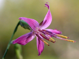 Prenanthes purpurea (click per ingrandire l'immagine)