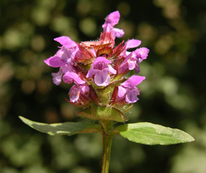 Prunella vulgaris (click per ingrandire l'immagine)