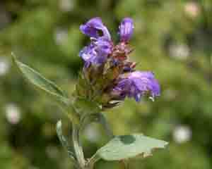 Prunella vulgaris (click per ingrandire l'immagine)