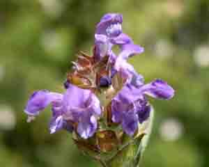 Prunella vulgaris