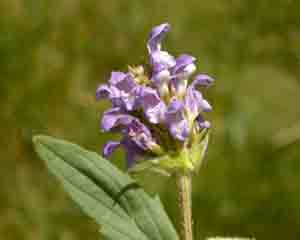 Prunella vulgaris (click per ingrandire l'immagine)
