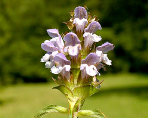 Prunella vulgaris (click per ingrandire l'immagine)