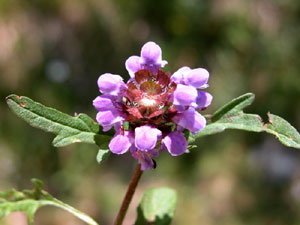 Prunella vulgaris (click per ingrandire l'immagine)