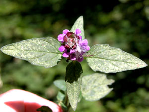 Prunella vulgaris (click per ingrandire l'immagine)