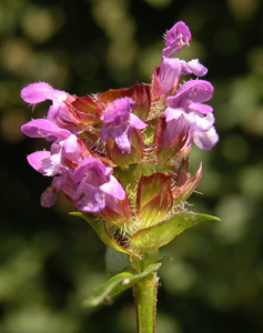 Prunella vulgaris (click per ingrandire l'immagine)