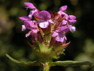 Prunella vulgaris (click per ingrandire l'immagine)