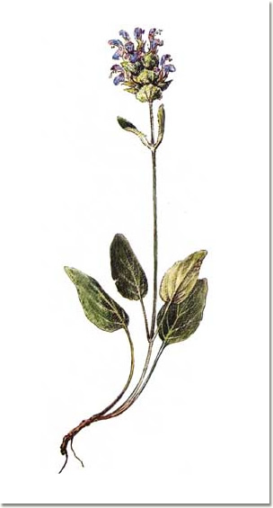 Prunella vulgaris