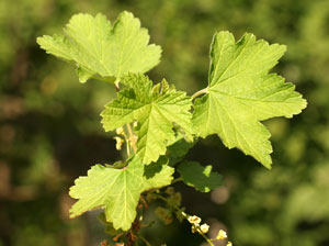 Ribes alpinum (click per ingrandire l'immagine)