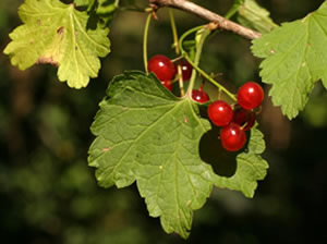 Ribes alpinum (click per ingrandire l'immagine)