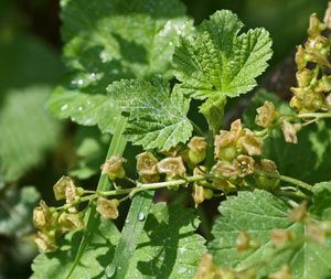 Ribes alpinum (click per ingrandire l'immagine)