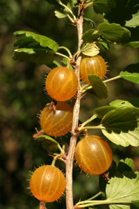 Ribes uva-crispa (click per ingrandire l'immagine)