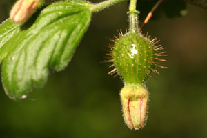 Ribes uva-crispa (click per ingrandire l'immagine)