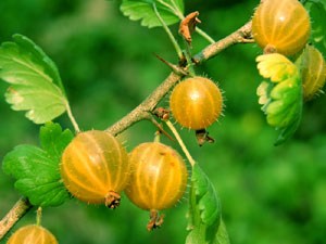 Ribes uva-crispa (click per ingrandire l'immagine)