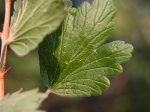 Ribes uva-crispa (click per ingrandire l'immagine)