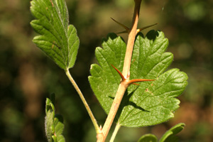 Ribes uva-crispa (click per ingrandire l'immagine)