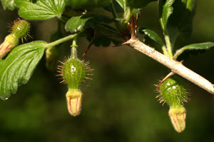 Ribes uva-crispa (click per ingrandire l'immagine)