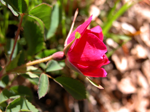 Rosa pendulina (click per ingrandire l'immagine)