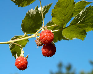 Rubus idaeus (click per ingrandire l'immagine)