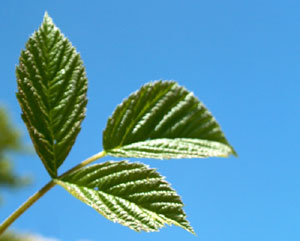 Rubus idaeus (click per ingrandire l'immagine)