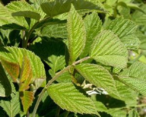 Rubus idaeus (click per ingrandire l'immagine)