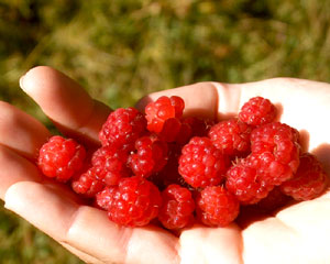 Rubus idaeus (click per ingrandire l'immagine)