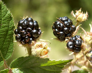 Rubus ulmifolius (click per ingrandire l'immagine)