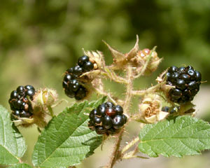 Rubus ulmifolius (click per ingrandire l'immagine)