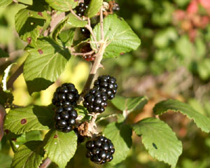 Rubus ulmifolius (click per ingrandire l'immagine)