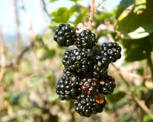 Rubus ulmifolius (click per ingrandire l'immagine)