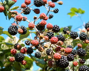 Rubus ulmifolius (click per ingrandire l'immagine)