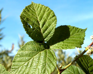 Rubus ulmifolius (click per ingrandire l'immagine)