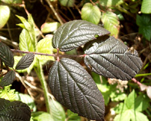 Rubus ulmifolius (click per ingrandire l'immagine)