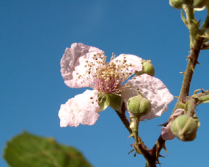 Rubus ulmifolius (click per ingrandire l'immagine)