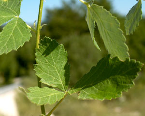 Rubus ulmifolius (click per ingrandire l'immagine)