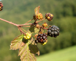 Rubus ulmifolius (click per ingrandire l'immagine)