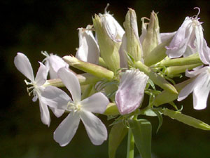 Saponaria officinalis (click per ingrandire l'immagine)