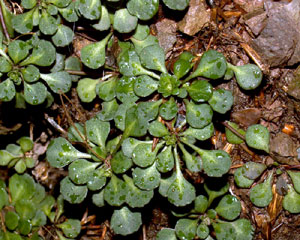 Saxifraga cuneifolia (click per ingrandire l'immagine)